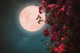 Things to do on the Flower Moon 🌸
